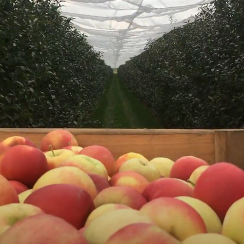 Agriculture : la pomme 100% alsacienne Natti signe un retour en...